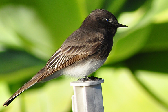 © 2012 Santos Sal Garcia  Global Photo USA.com